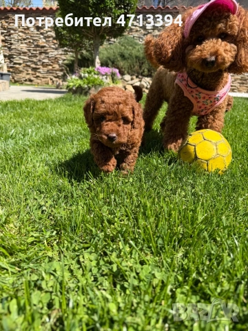 Момченце пудел/ male red poodle, снимка 6 - Пудели - 54227541