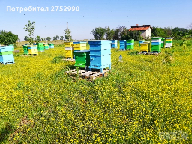 Натурален пчелен мед , снимка 4 - Пчелни продукти - 54266905