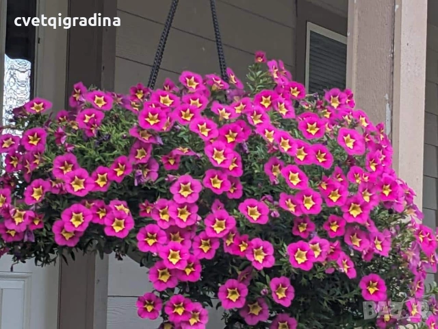 Calibrachoa Bumble Bee(Калибрахое Пчеличка), снимка 2 - Градински цветя и растения - 54108419