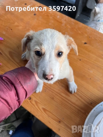 Подарявам две мъжки кученца 