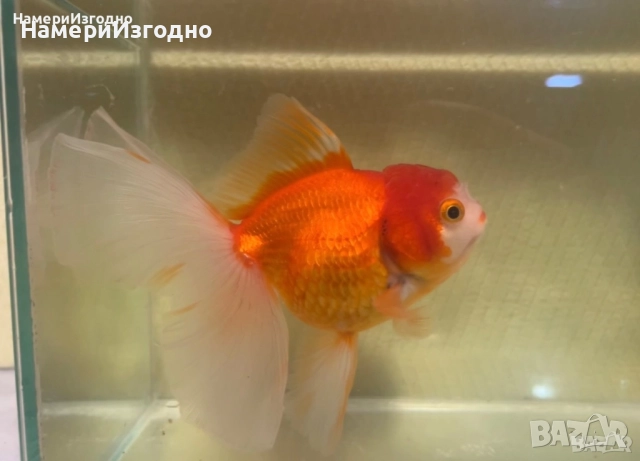 Златна Оранда