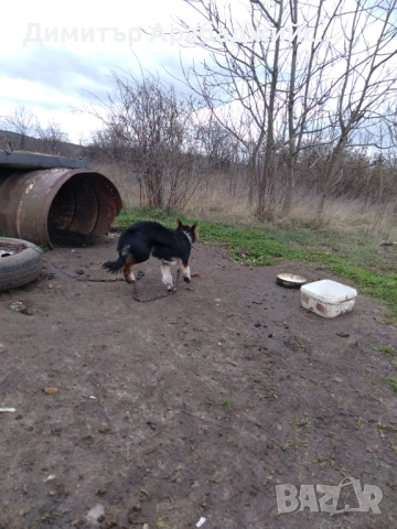 Подарявам малки кученца!, снимка 4 - Други - 53638524