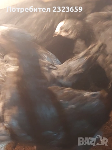 Пилета , снимка 9 - Кокошки и пуйки - 54163977