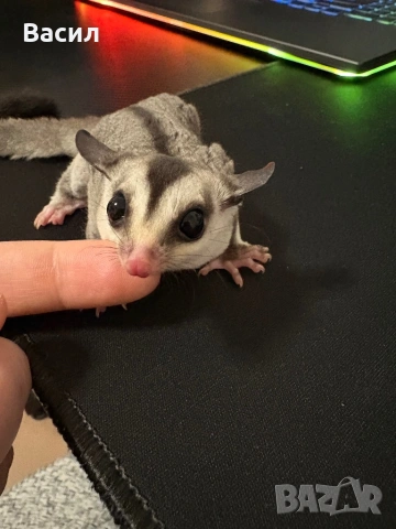 Захарна катеричка - Мъжка, снимка 3 - Други - 53886448