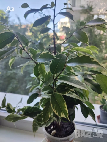 Продавам Бенджамини - различни видове, снимка 3 - Стайни растения - 46552586