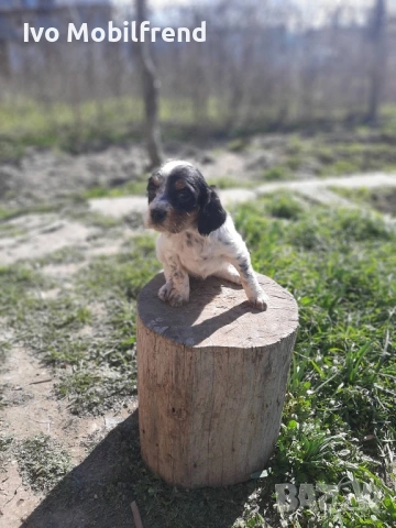 Продавам малки английски сетерчета, снимка 4 - Английски сетери - 53776304