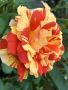 Рози , снимка 1 - Градински цветя и растения - 45638036
