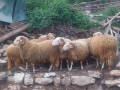 коч кочове овце , снимка 17