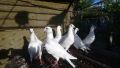 спортни бели гълъби елитни , снимка 4
