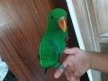 Папагал Еклектус мъжки /бебе , снимка 7