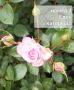 Рози в контейнер 2 литра, снимка 1 - Градински цветя и растения - 45652437