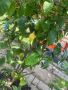Лимон дръвче, снимка 1 - Градински цветя и растения - 46039678