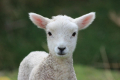 Продавам заклани агнета от семейна ферма 
, снимка 1 - Овце - 45025529