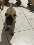 Белгийска овчарка-Малиноа , снимка 4