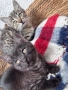 Мъжки котенца , снимка 2