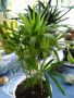екзотична палма от Гърция, снимка 1 - Стайни растения - 45804391