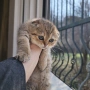 Scottish Fold , снимка 1