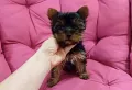 Мини Йоркширски териер, снимка 4