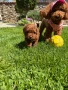 Момченце пудел/ male red poodle, снимка 6
