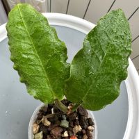 Hoya Verstegii , снимка 1 - Стайни растения - 45208422