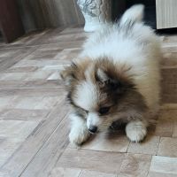 Малки кученца померански шпиц, снимка 4 - Померан - 45465188