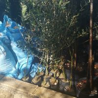 Цитросови и маслинови дръвчета , снимка 5 - Градински цветя и растения - 45295241