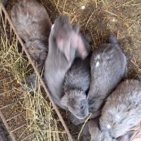 Продавам зайци   порода френски кочовати в село кошмар тервелско  , снимка 7 - Други - 41341211