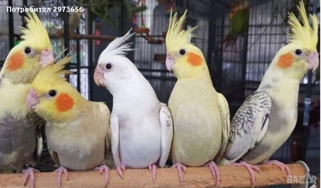 Папагали корели, снимка 1