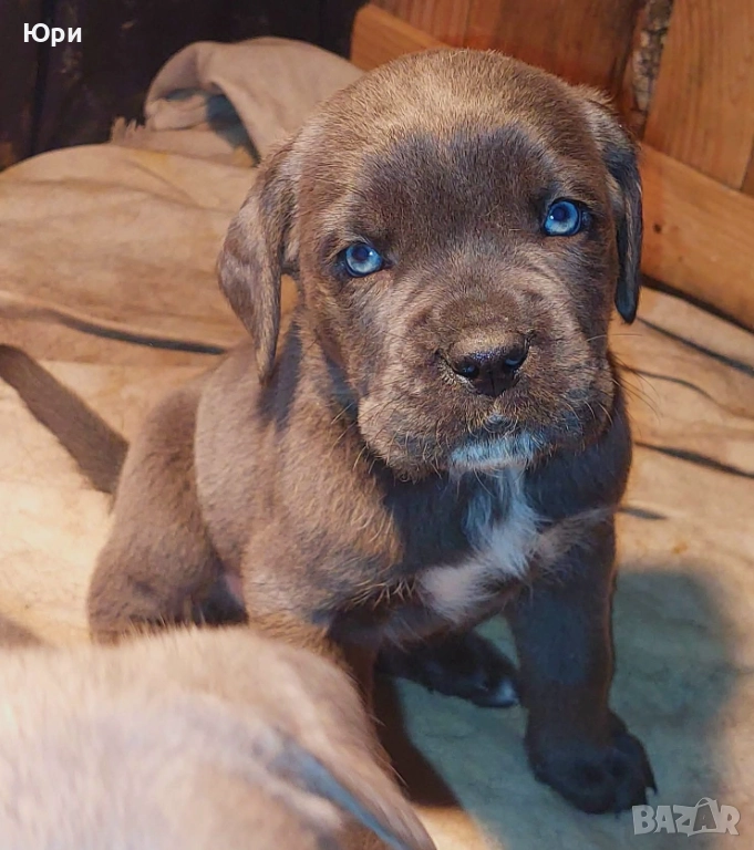 Кане корсо , снимка 1