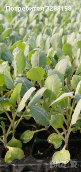 Зеле разсад продавам , снимка 1