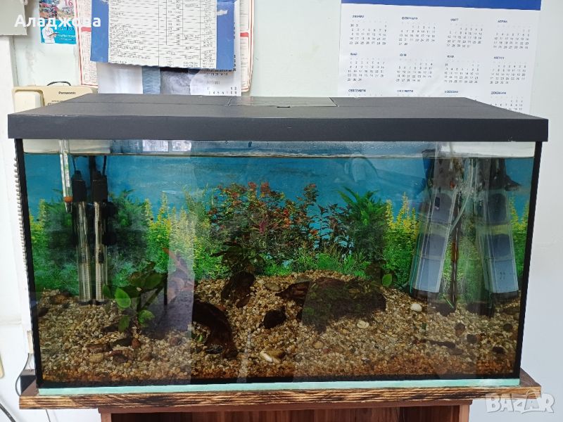 аквариум с три рибки, снимка 1