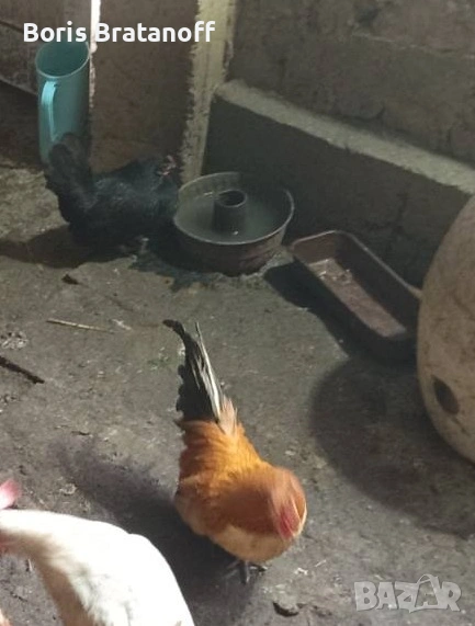 продавам или заменям двойка млади джинки, снимка 1