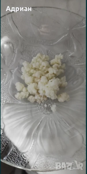 Кефирена гъба (зърна), снимка 1