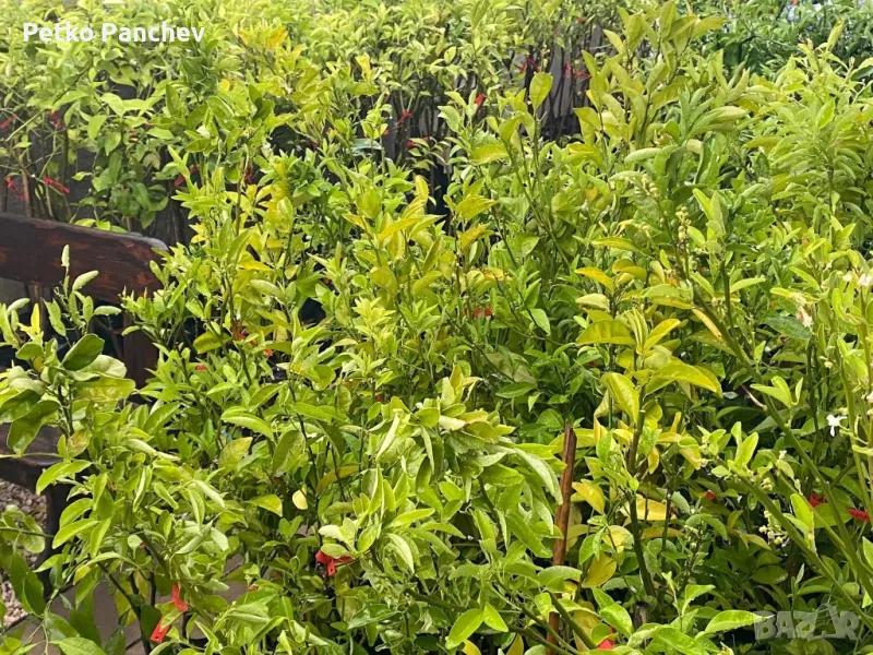 🍋🍋🍋Цитруси Лимон,Мандарина,Помело, Портокал, Грейпфрут. Помело-жълто,Грейпфрут -червен, портокал, снимка 1