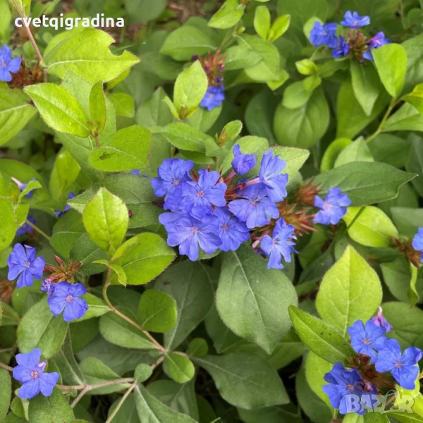 Ceratostigma plumbaginoides blue(Цератостигма Синя), снимка 1