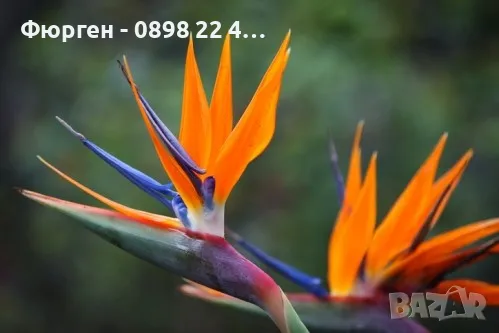 Strelitzia reginae, Кралска Стрелиция, Райска Птица, снимка 1