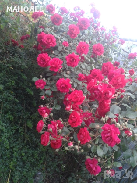 Катерлива  роза  - Трендафил, снимка 1