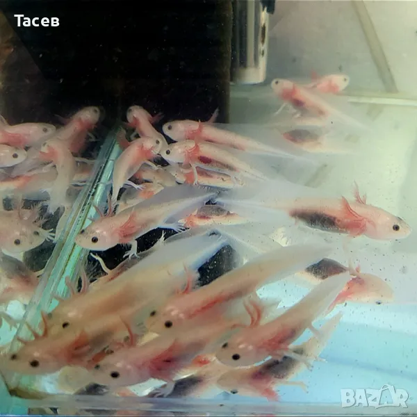 Аксолотъл 8см, снимка 1