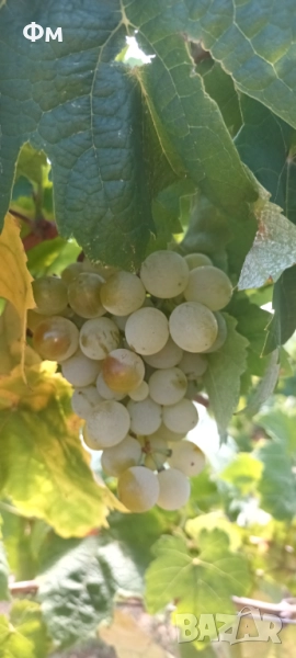 Грозде сорт Димят., снимка 1