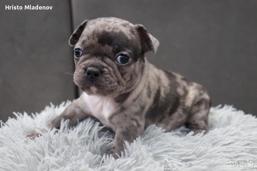 Френски булдог/малки кученца, снимка 1