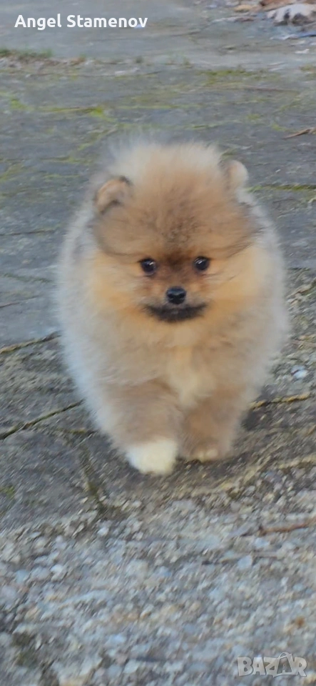 Померан,минимомченце с родословие!, снимка 1