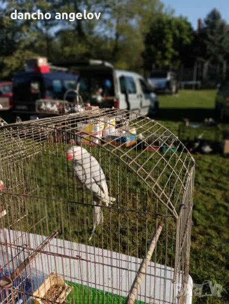 Продавам папагали , снимка 1
