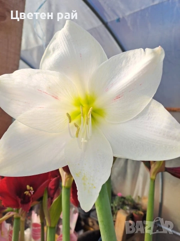 Луковици на 4цвята амарилис 4,50€, снимка 4 - Градински цветя и растения - 53658656