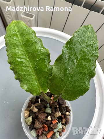 Hoya Verstegii , снимка 1 - Стайни растения - 45208422