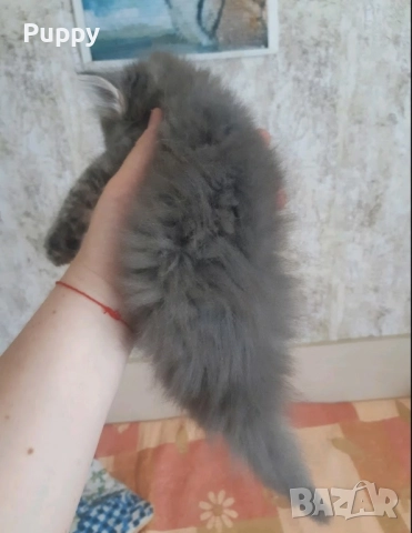 Сибирски горско хипоалергенни , снимка 7 - Сибирски - 51941539