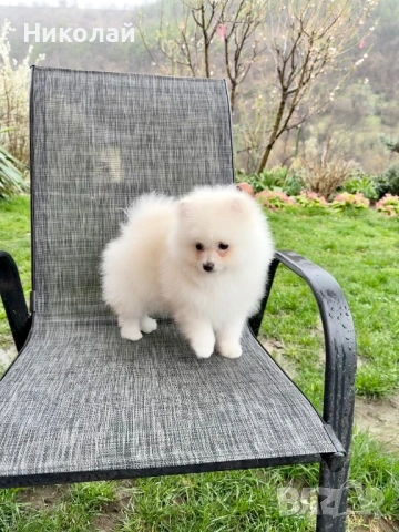 Померан момче с всички ваксини. Померанче