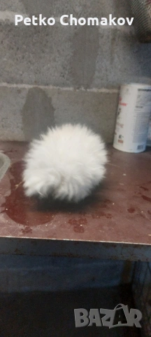 померан, снимка 3 - Померан - 53070875