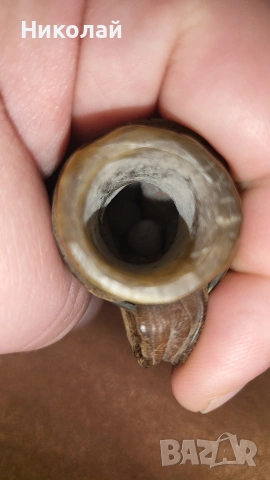 Пунгия, куршумарник, барутник, барутница кожа България, снимка 5 - Антикварни и старинни предмети - 53175349