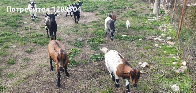 Пет женски и три мъжки мини кози