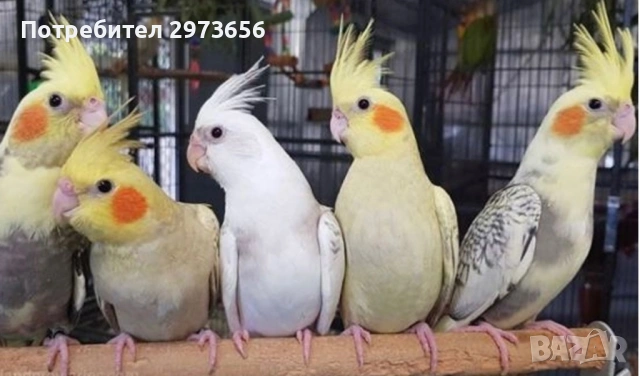 Папагали корели